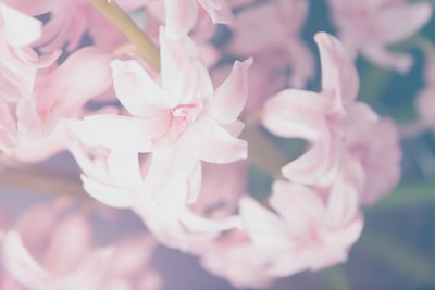 粉色花朵的微距镜头